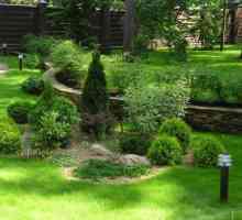 Arbuști ornamentali: decor suplimentar de grădină