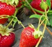 Metoda intensivă a cultivării căpșunilor
