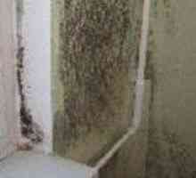 Cum sa scapi de mucegai pe pereți în camera de zi si baie