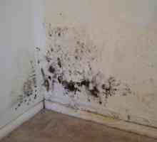 Cum pot scăpa de mucegaiul de pe pereți