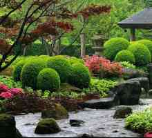 Alegerea plantelor pentru gradina japoneza