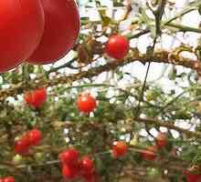 Cum să transplant de răsaduri de tomate într-o seră?