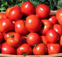 Cum de a obține o recoltă bună de tomate hidroponice?