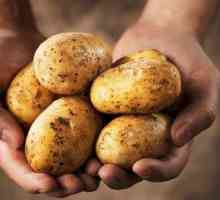 Cum de a obține o recoltă bună de cartofi