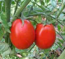 Cum de a obține o recoltă bună de tomate