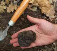 Cum de a dizolva ciuperci casa trufa în creștere în seră