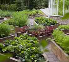 Cum de a planifica un spațiu pentru o gradina de legume?