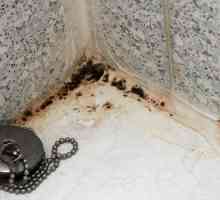 Cum de a elimina ciuperca negru în baie?