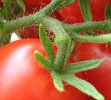 Cum de a crește randamentul de tomate în seră?