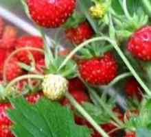 Cum să crească căpșuni în țară: de la pregătire la recoltare