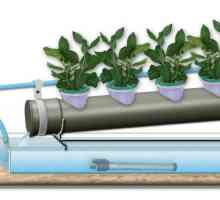 Cum să crească ierburi proaspete în utilizarea instalațiilor hidroponice la domiciliu