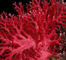 Ce proprietățile cercei cu corali?