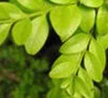 Arbust Evergreen și variantele sale