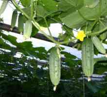 Gradina de legume din policarbonat cu efect de seră: producția de legume rapid și sigur