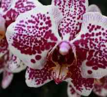 Orhideea de Feng Shui: sănătate și bunăstare