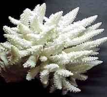 Caracteristici de coral alb