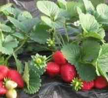 Caracteristicile de cultivare și creștere de căpșuni