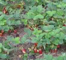 Caracteristici căpșuni în creștere grădină