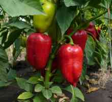 Pepper în seră: cultivare și îngrijire caracteristici