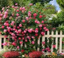 Alpinism trandafiri în grădina dumneavoastră: regulile simple de cultivare și îngrijire