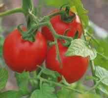 De ce în tomate cu efect de seră ofili?