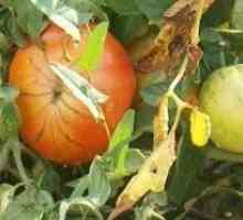 De ce galben frunze de tomate în seră?