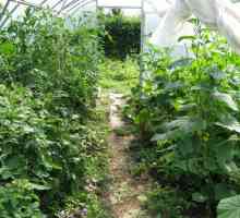Plantare Reguli de culturi de legume în seră: problema de compatibilitate