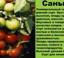 Reguli de creștere de tomate soiuri Sanka