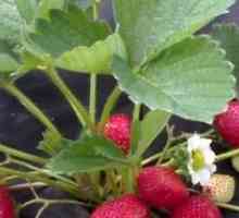 Agrovoloknom Aplicarea la cultivarea de căpșuni și castraveți
