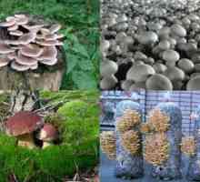 Ciuperci în creștere în grădina principiilor