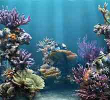 Varietatea de corali naturale