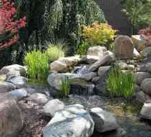 Recomandări pentru crearea de grădină cu pietre