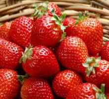 Căpșuni remontant, de la plantare la recoltare