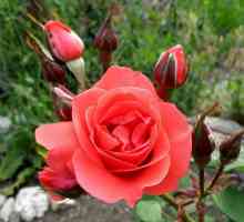 Roses: caracteristici de plantare, întreținere și cultivare