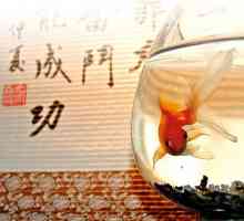 Fish Feng Shui - un talisman de noroc și prosperitate