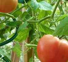 Auto-fertilizante la tomate plantare