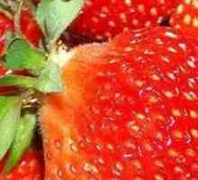Căpșuni în creștere în tehnologia de seră