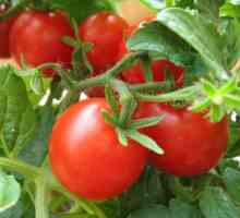 Tomate în seră