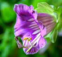 Flori tropicale Kabe: reguli de cultivare