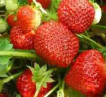 Îngrijire căpșuni și cultivarea ei