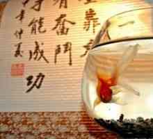 Totul despre acvariu Feng Shui