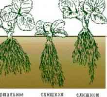 Culturi Cultivarea bace în seră