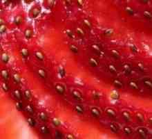 Cultivarea căpșuni din semințe de