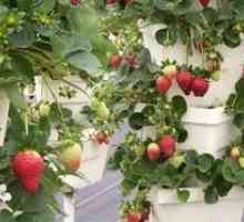 Cultivarea căpșuni mod vertical