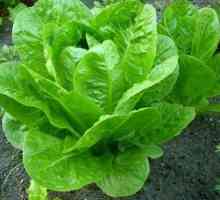 Cultivarea salata verde în țară
