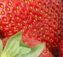 Cultivarea căpșuni cu efect de seră