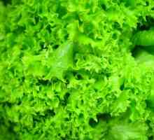 Cultivarea salata verde
