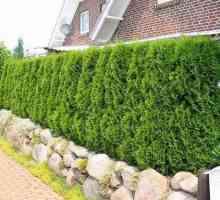 Hedge - a crea un gard verde la cabana