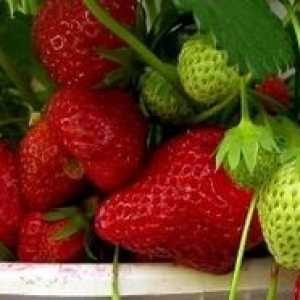 Căpșuni Ampelnye: îngrijirea și cultivarea acasă