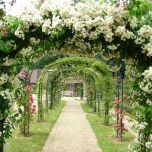 Arcade de grădină de flori: zonă de decorare decente